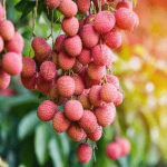 Screenshot-2025-04-30-155559-300x300